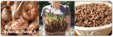 Bulbes - Crocus sativus