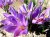 Lot de 100 bulbes de crocus sativus
