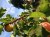 Confiture d'abricot du jardin au safran